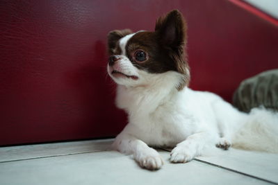 Dog looking away while sitting on sofa