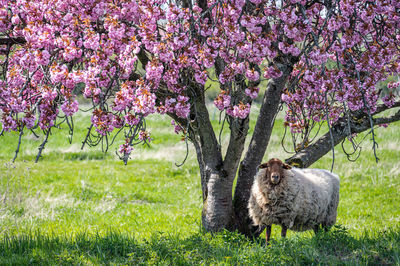 Sheep in spring