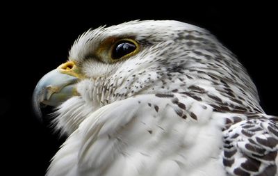 Close-up of eagle against black background