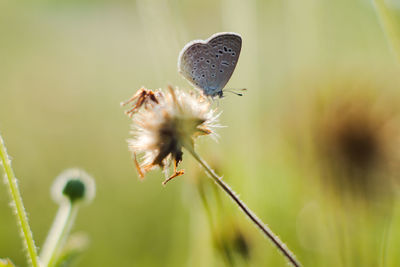 Close-up of butterfly pollinating on flower