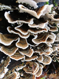 Close-up of mushrooms growing on land