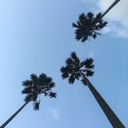 Low angle view of trees against clear blue sky