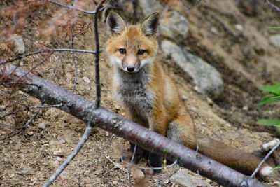 Fox on field