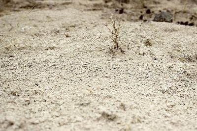 Close-up of ant on sand