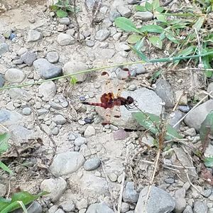 High angle view of insect on plant