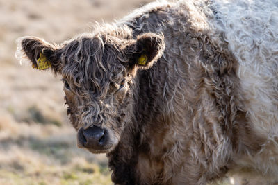 Close-up portrait of a cow 