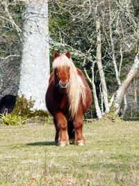 Horse standing on field