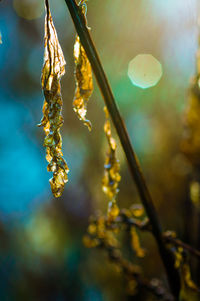 Close-up of wilted plant