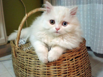 Portrait of white cat