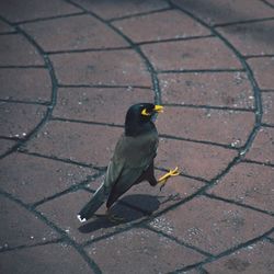 High angle view of bird perching on cobblestone