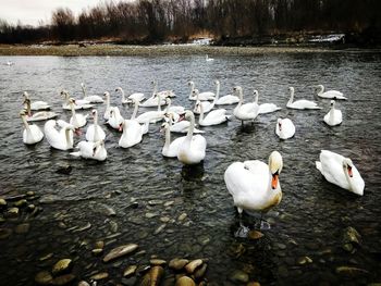 Swans on water