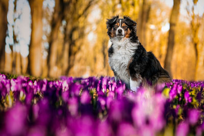 Close-up of a dog on purple flower