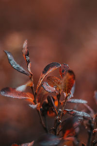 Red-brown leaves of the typical finnish plant vaccinium oxycoccos. kainuu region, finland.