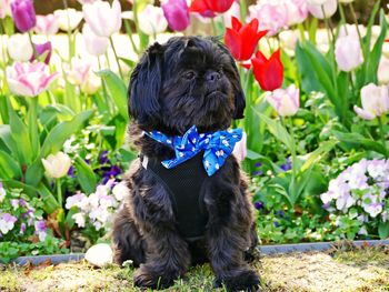 Portrait of a dog