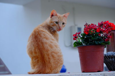 Cat sitting on flower pot