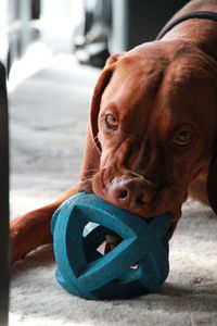 Close-up portrait of a dog