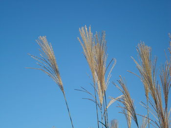 Low angle view of reeds growing against sky