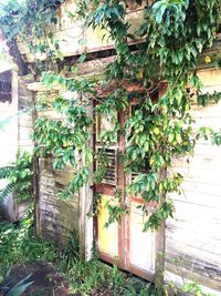 Ivy growing on tree