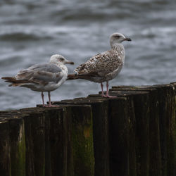 Seagulls perching on wooden post