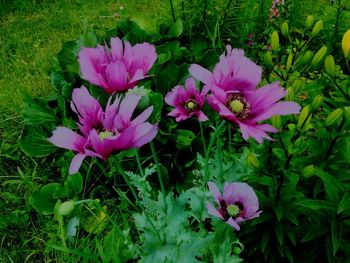 High angle view of purple flowers blooming outdoors