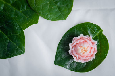 High angle view of pink rose and leaves