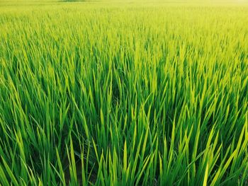 Scenic view of wheat field