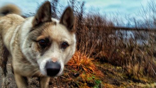 Close-up portrait of dog on field