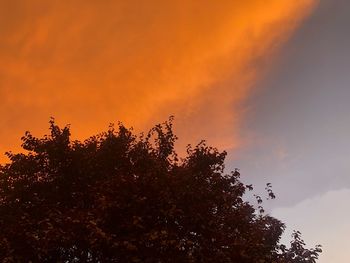 Low angle view of silhouette tree against orange sky