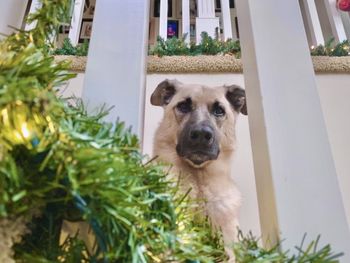 Portrait of dog looking at camera