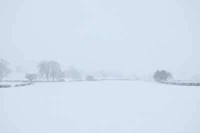 Trees on snow covered landscape against clear sky