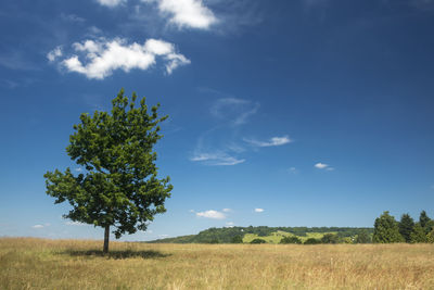 Trees on landscape against blue sky