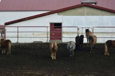 Horses on field