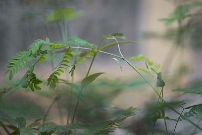 Close-up of fresh green plant