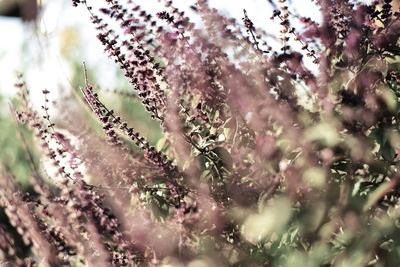 Close-up of flowers on tree