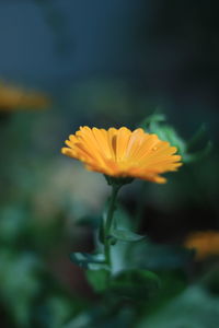 Close-up of yellow flowering plant