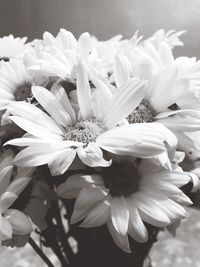 Close-up of flowers blooming outdoors