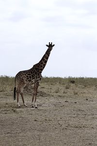 View of giraffe on field against sky