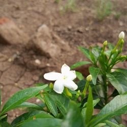 Close-up of white flowers blooming outdoors