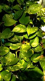 Close-up of green leaves