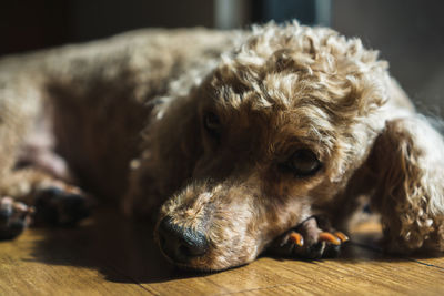 Close-up portrait of a dog resting on floor at home
