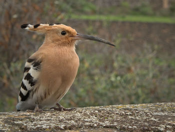 Close-up of bird