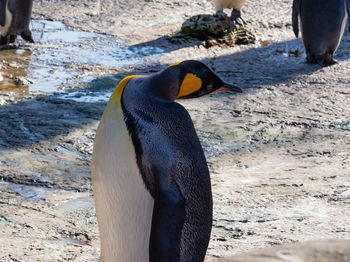 Close-up of a penguin twisting it's head