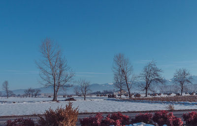 Bare trees on field against blue sky