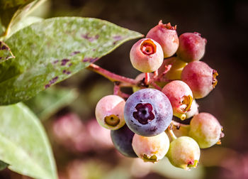 Close-up of fruit growing on plant