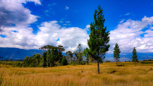 Trees on landscape against blue sky