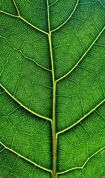 Macro shot of green leaf