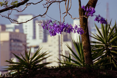Close-up of purple flowering plants against trees