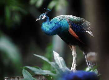 Low angle view of peacock at park