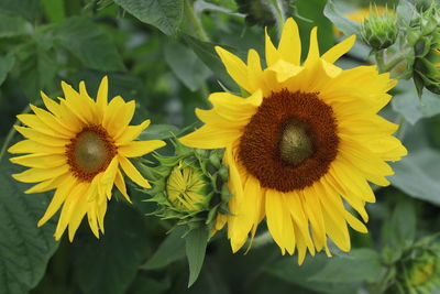 Close-up of sunflower