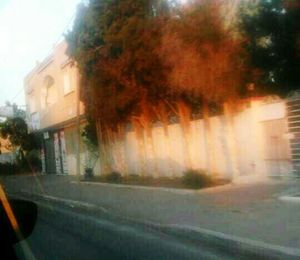 Surface level of empty road along trees